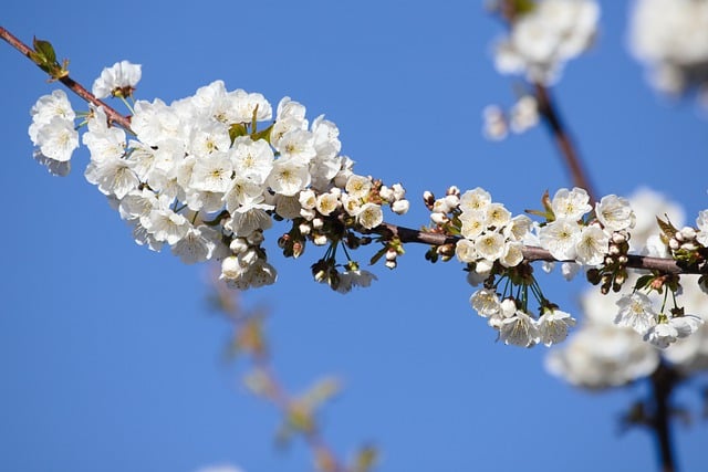 Free download flowers cherry branch petals tree free picture to be edited with GIMP free online image editor