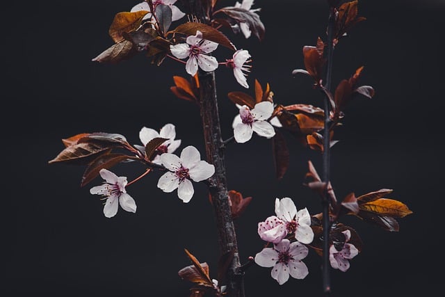 Free download flowers cherry flowers cherry free picture to be edited with GIMP free online image editor
