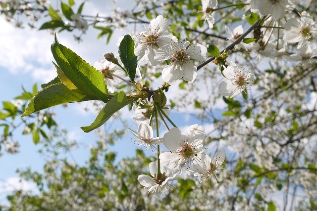 Free download Flowers Cherry Fruit -  free photo or picture to be edited with GIMP online image editor