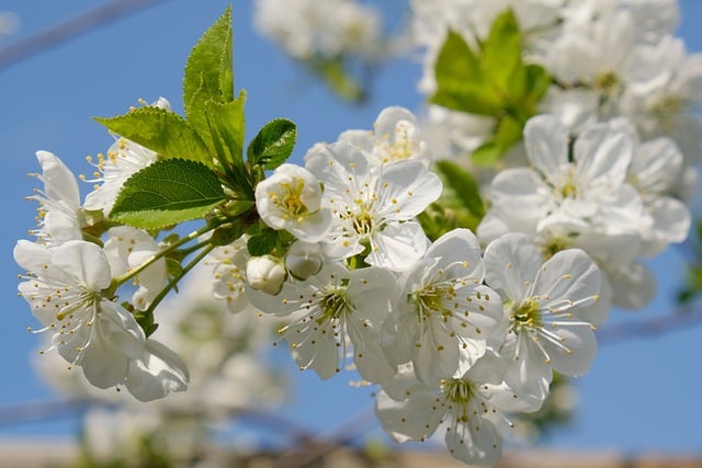 Безкоштовно завантажте безкоштовний фотошаблон Flowers Cherry Tree Blossom для редагування в онлайн-редакторі зображень GIMP