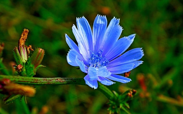 Free download flowers chicory blue meadow nature free picture to be edited with GIMP free online image editor
