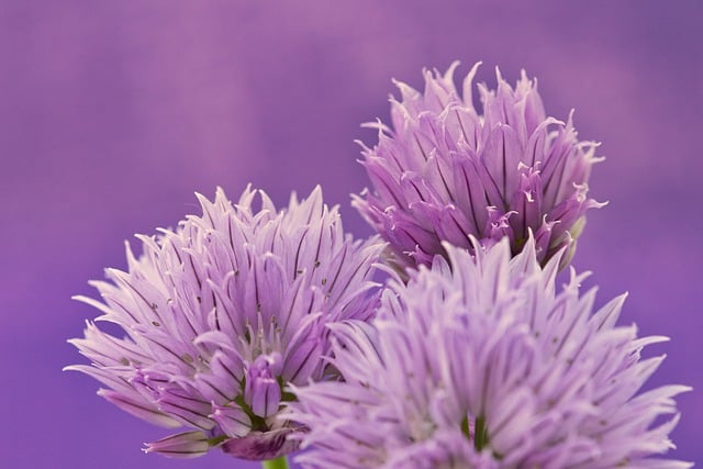 Free download flowers chives lila flora botany free picture to be edited with GIMP free online image editor