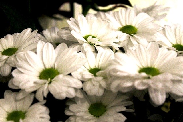 ດາວໂຫຼດດອກໄມ້ Chrysanthemum ດູໃບໄມ້ລົ່ນຟຣີ - ຮູບພາບຫຼືຮູບພາບທີ່ບໍ່ເສຍຄ່າເພື່ອແກ້ໄຂດ້ວຍບັນນາທິການຮູບພາບອອນໄລນ໌ GIMP