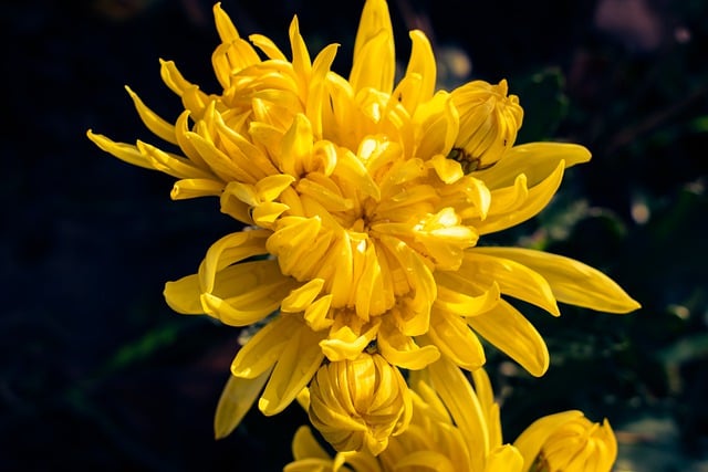 Free download flowers chrysanthemum blossom fall free picture to be edited with GIMP free online image editor