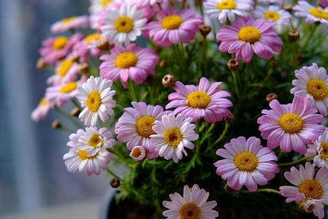 Bezpłatne pobieranie Kwiaty Chryzantema Roślina - darmowe zdjęcie lub obraz do edycji za pomocą internetowego edytora obrazów GIMP