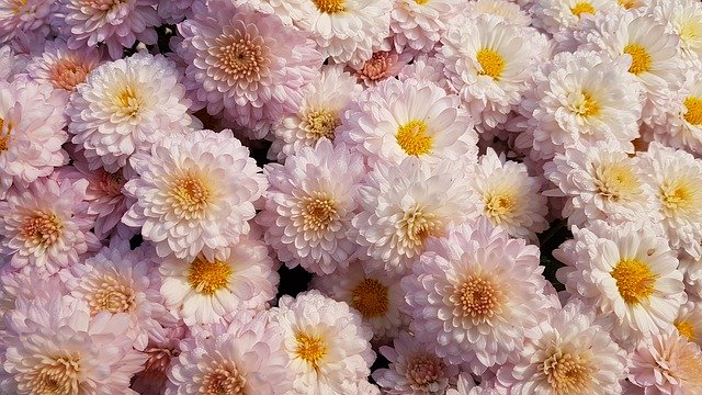 Download gratuito Fiori Piante di crisantemo - foto o immagine gratuita da modificare con l'editor di immagini online di GIMP
