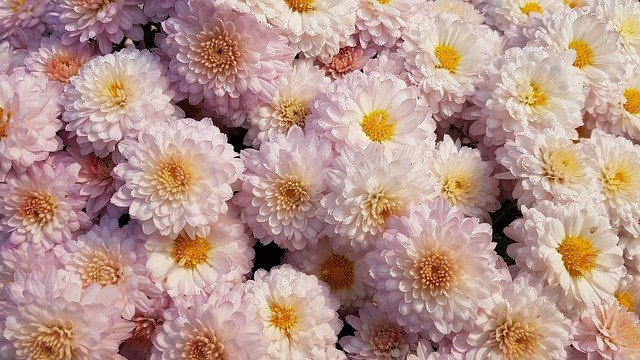 Free download Flowers Chrysanthemum Plants -  free photo or picture to be edited with GIMP online image editor