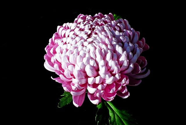 Free download flowers chrysanthemums garden free picture to be edited with GIMP free online image editor