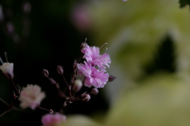 Téléchargement gratuit de Flowers Chrysanthemum Il existe un modèle de photo gratuit à éditer avec l'éditeur d'images en ligne GIMP