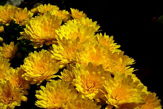 Скачать бесплатно Flowers Chrysanthemum Yellow - бесплатное фото или изображение для редактирования с помощью онлайн-редактора GIMP