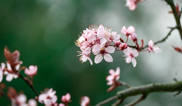 Free download flowers closeup spring nature free picture to be edited with GIMP free online image editor