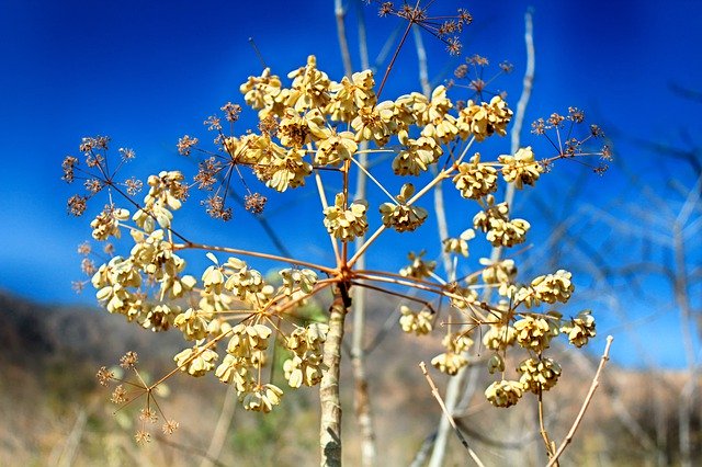 Tải xuống miễn phí Flowers Clouds Tanzania - ảnh hoặc hình ảnh miễn phí được chỉnh sửa bằng trình chỉnh sửa hình ảnh trực tuyến GIMP