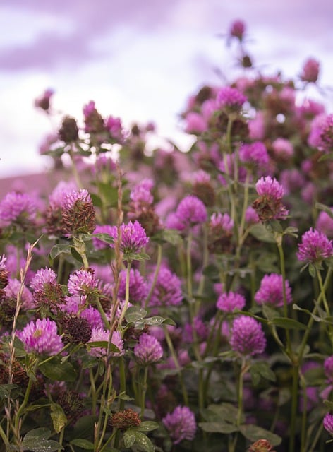 Бесплатно скачать цветы клевер лето на открытом воздухе бесплатное изображение для редактирования в бесплатном онлайн-редакторе изображений GIMP