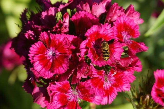 Free download flowers cloves pink botany bloom free picture to be edited with GIMP free online image editor