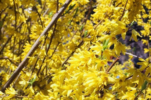 Unduh gratis Flowers Clusters Yellow - foto atau gambar gratis untuk diedit dengan editor gambar online GIMP