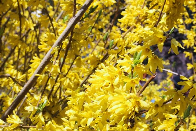 Free download Flowers Clusters Yellow -  free photo or picture to be edited with GIMP online image editor
