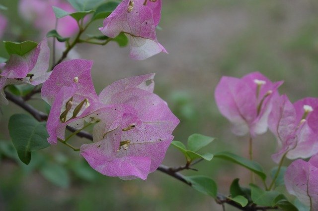 Free download Flowers Colombia Petal -  free photo or picture to be edited with GIMP online image editor