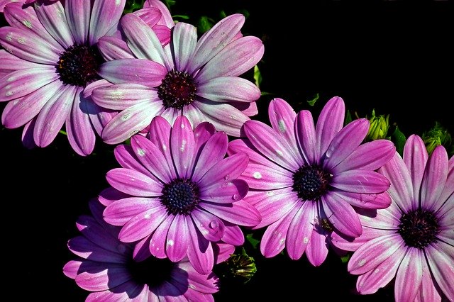 Kostenloser Download Flowers Colorful Garden - kostenloses Foto oder Bild zur Bearbeitung mit GIMP Online-Bildbearbeitung