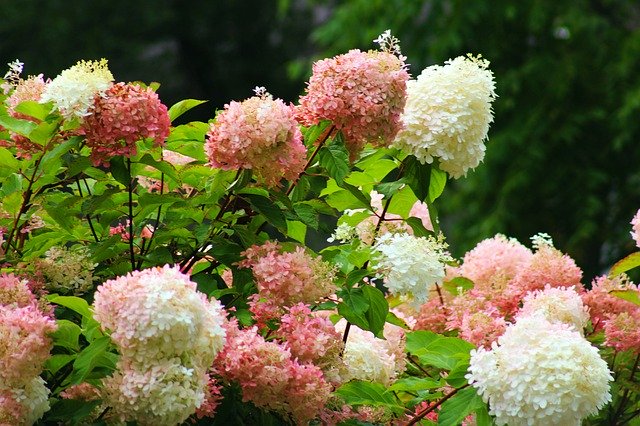 Téléchargement gratuit de Fleurs d'hortensias colorés - photo ou image gratuite à éditer avec l'éditeur d'images en ligne GIMP