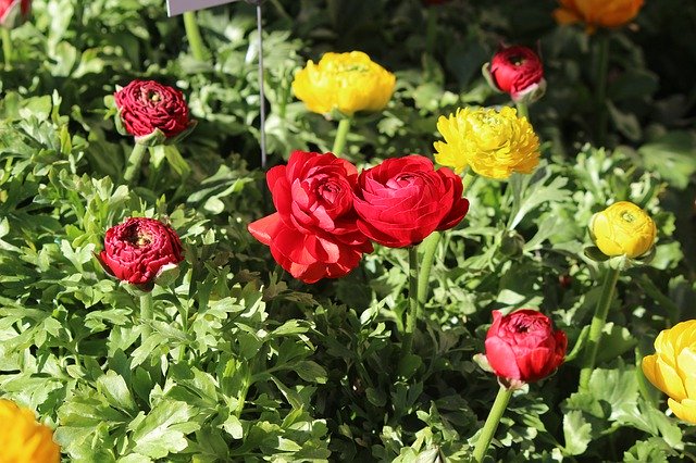 花のカラフルな赤を無料ダウンロード - GIMP オンライン画像エディターで編集できる無料の写真または画像