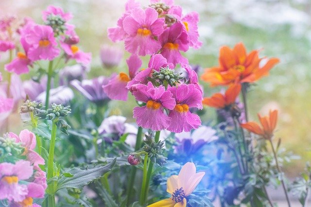 Download gratuito di Flowers Colourful Spring: foto o immagini gratuite da modificare con l'editor di immagini online GIMP