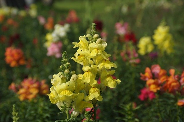 Muat turun percuma Flowers Color Nature - foto atau gambar percuma untuk diedit dengan editor imej dalam talian GIMP