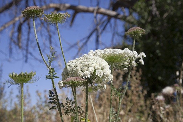 Free download Flowers Color Red -  free photo or picture to be edited with GIMP online image editor