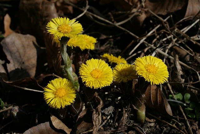Free download flowers coltsfoot botany bloom free picture to be edited with GIMP free online image editor