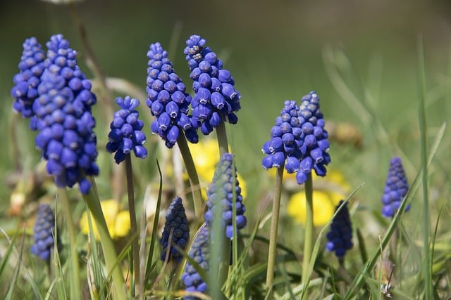 Free download flowers common grape hyacinth free picture to be edited with GIMP free online image editor
