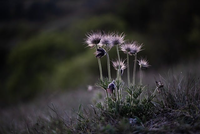 Free download flowers cow bells plants springtime free picture to be edited with GIMP free online image editor