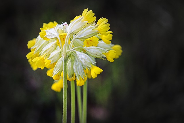 Free download flowers cowslips real cowslip free picture to be edited with GIMP free online image editor