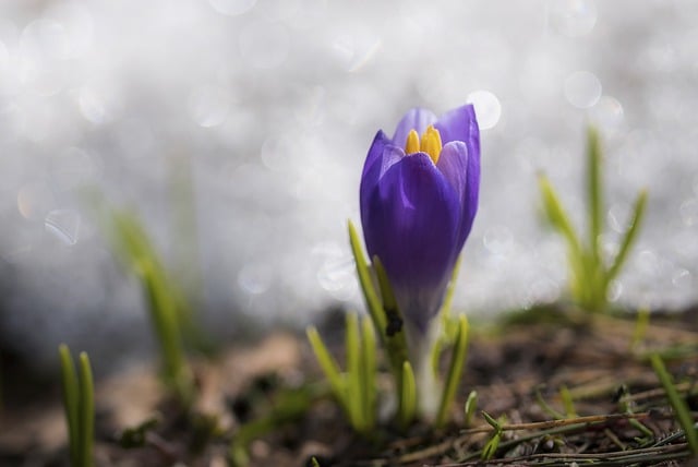 Free download flowers crocus botany bloom free picture to be edited with GIMP free online image editor