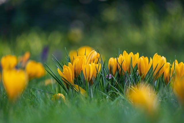 Free download flowers crocuses bloom free picture to be edited with GIMP free online image editor
