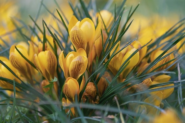 Free download flowers crocuses bloom blossom free picture to be edited with GIMP free online image editor