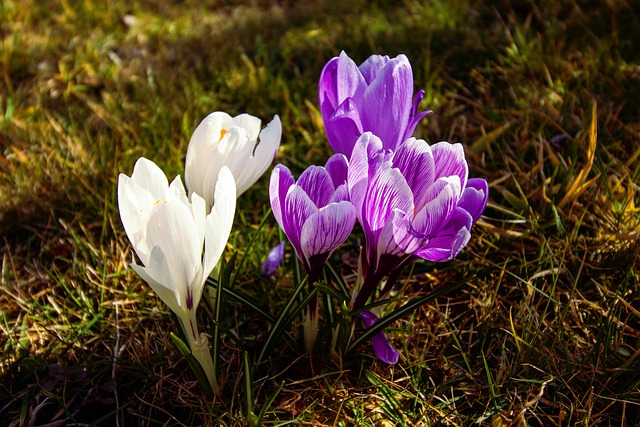 Free download flowers crocuses blossom plants free picture to be edited with GIMP free online image editor