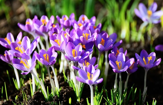 Free download flowers crocuses blossoms bloom free picture to be edited with GIMP free online image editor