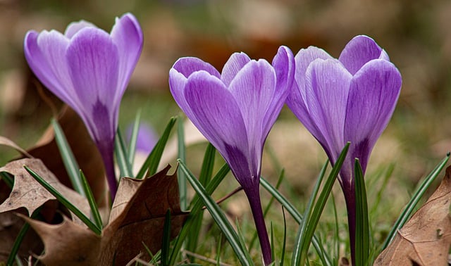 Free download flowers crocuses closeup bokeh free picture to be edited with GIMP free online image editor