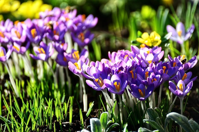 Free download flowers crocuses purple spring free picture to be edited with GIMP free online image editor
