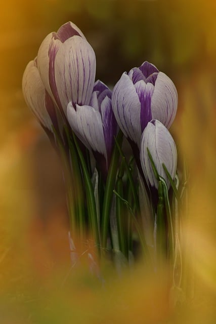 Free download Flowers Crocuses Spring -  free photo or picture to be edited with GIMP online image editor