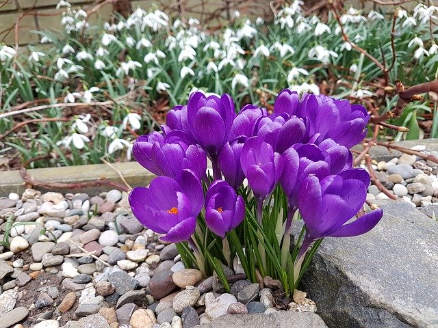 Free download Flowers Crocus Harbinger Of Spring -  free photo or picture to be edited with GIMP online image editor