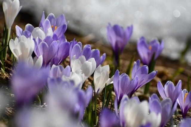 Free download flowers crocus nature flora free picture to be edited with GIMP free online image editor