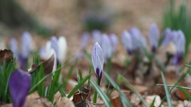 Free download flowers crocus nature spring free picture to be edited with GIMP free online image editor
