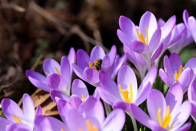 Free download flowers crocus petals spring free picture to be edited with GIMP free online image editor