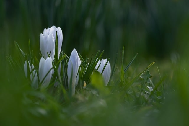 Free download flowers crocus white crocuses free picture to be edited with GIMP free online image editor