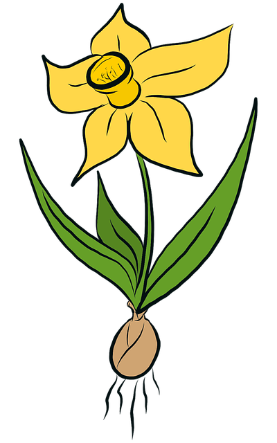 Template Photo Flowers Daffodil Daffodils for OffiDocs