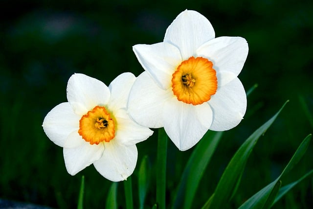 Free download flowers daffodils spring nature free picture to be edited with GIMP free online image editor
