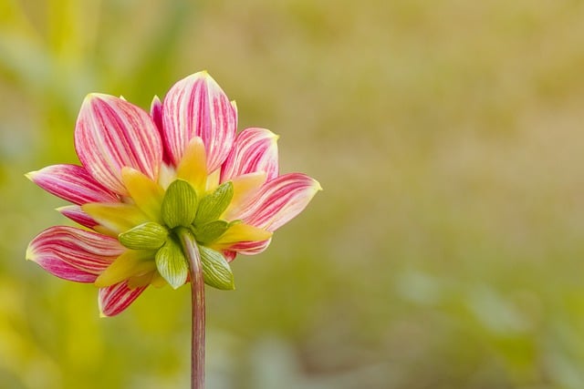 Free download flowers dahlia flora spring garden free picture to be edited with GIMP free online image editor