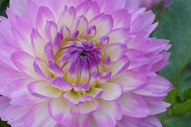 Free download Flowers Dahlia Summer -  free photo or picture to be edited with GIMP online image editor