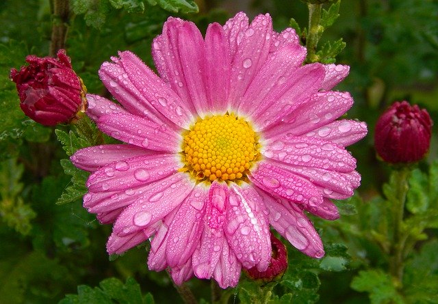 הורדה חינם Flowers Daisies - תמונה או תמונה בחינם לעריכה עם עורך התמונות המקוון GIMP