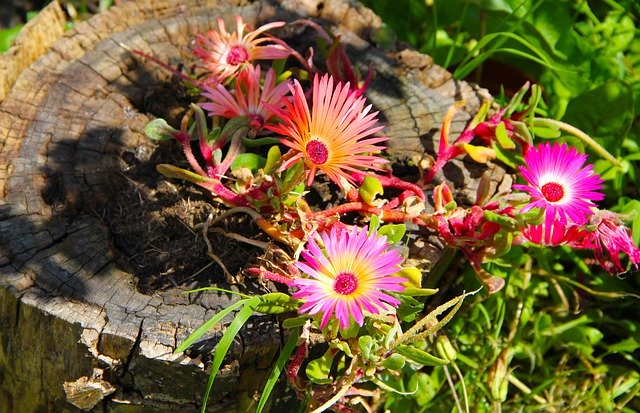 Kostenloser Download Flowers Daisies Bloom - kostenloses Foto oder Bild zur Bearbeitung mit GIMP Online-Bildbearbeitung